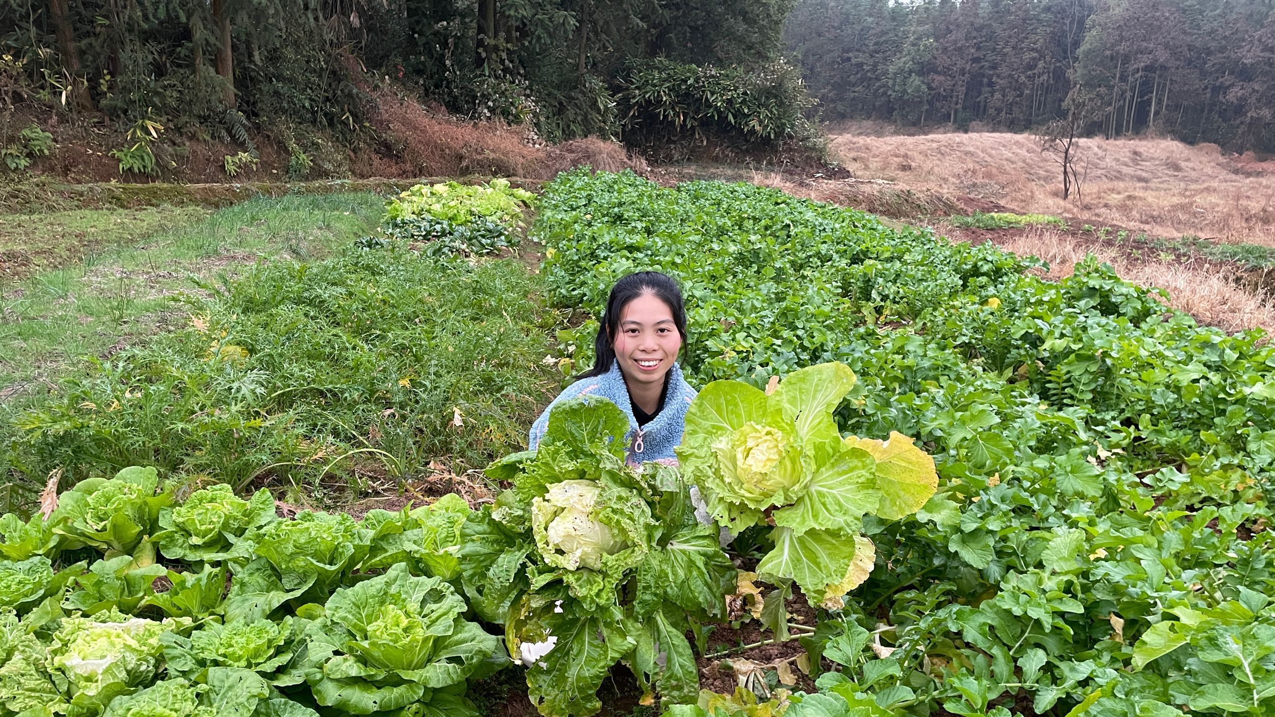 小秀田里摘大白菜,新鲜绿色的蔬菜,你们想吃吗?