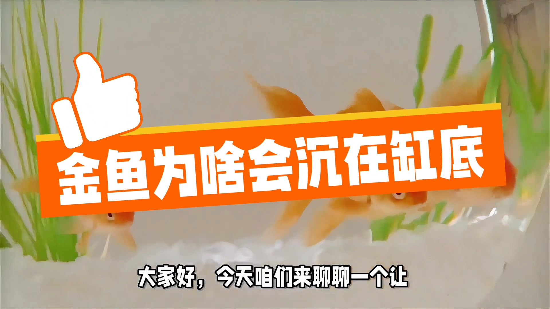 金鱼为啥会沉在缸底