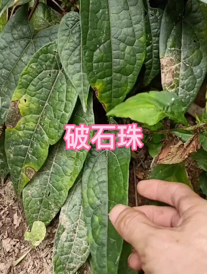 破石珠有何种功效?