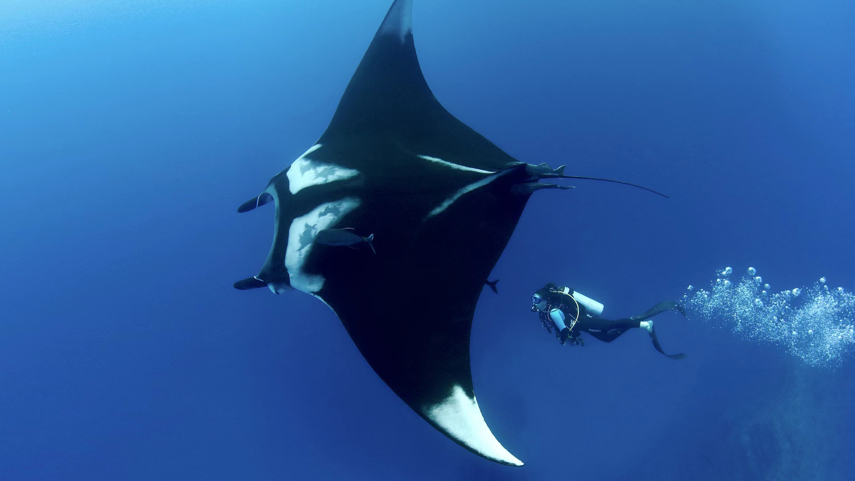 魔鬼鱼到底是什么生物?潜入深海拍到它,体型巨大怪异智商还很高