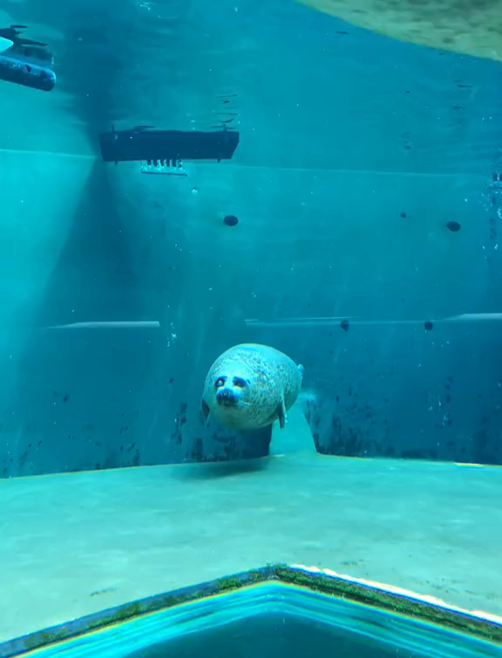 怪怪水族馆宠物图片