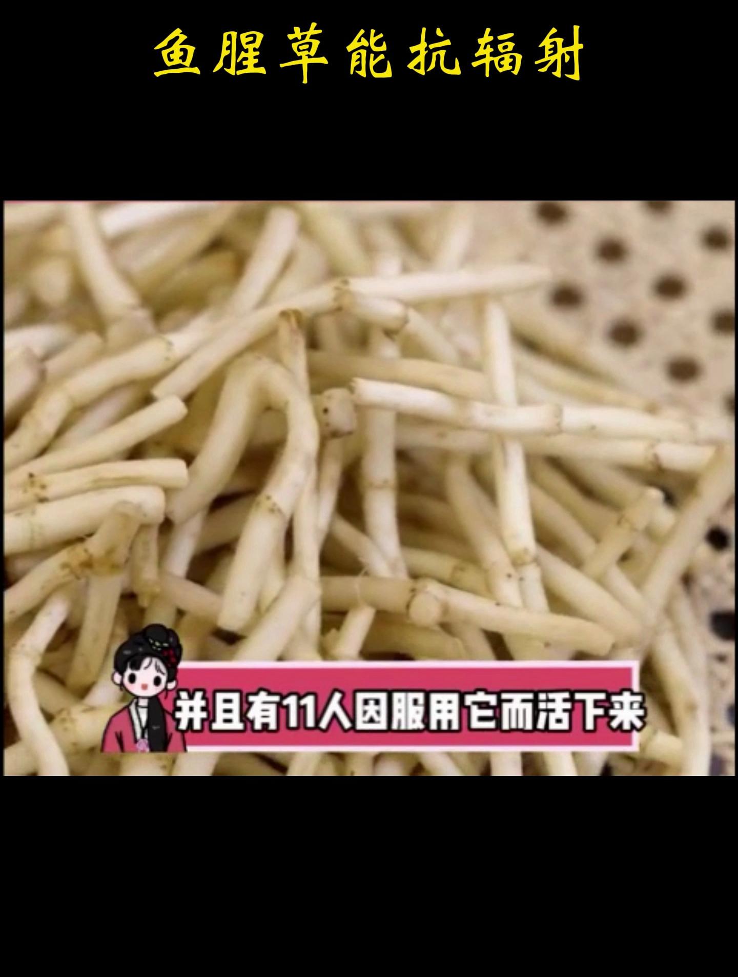 鱼腥草有抗辐射的功效