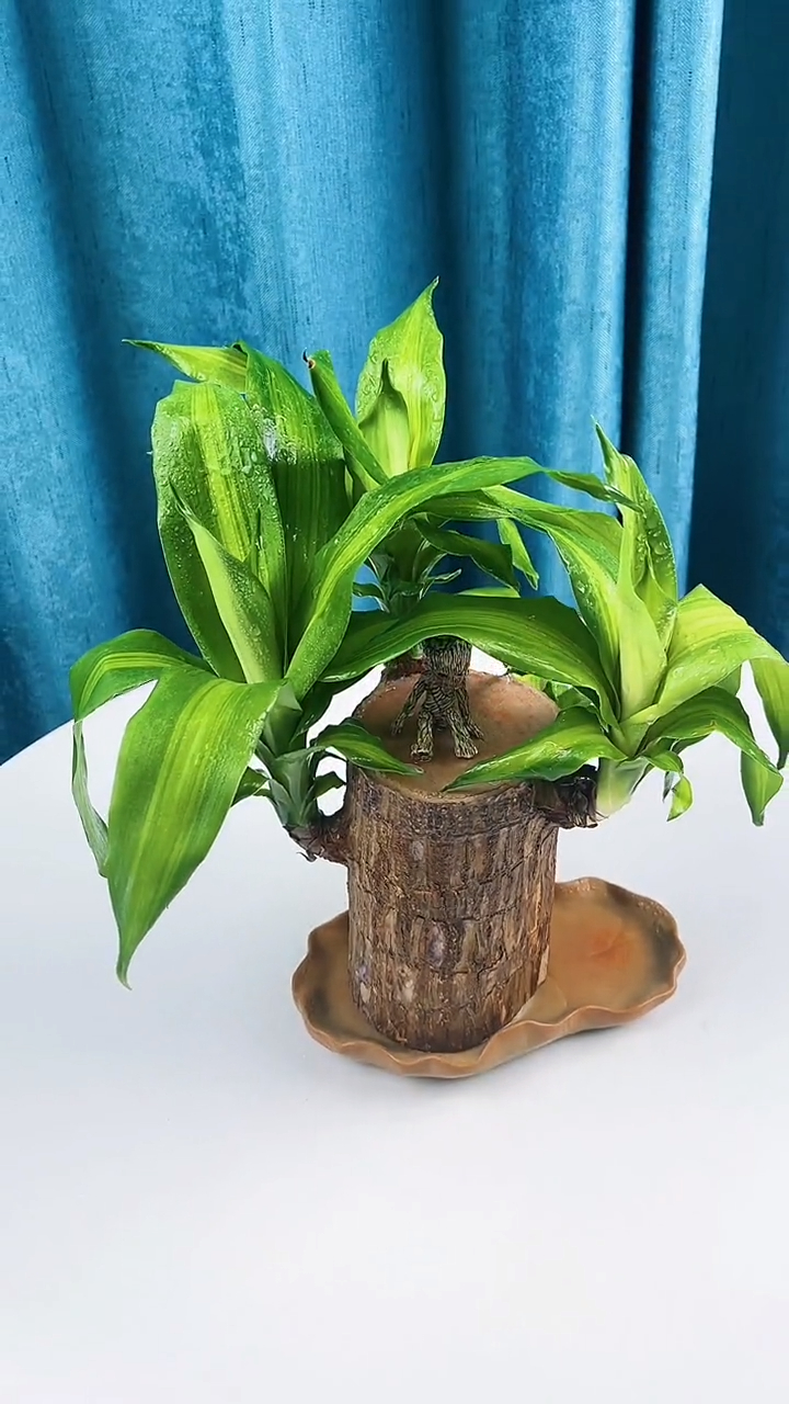 巴西木又叫幸运木,传言说一旦开花就能遇到幸运的事情-度小视