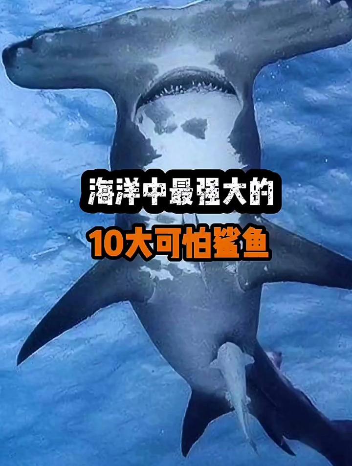 海洋生物,海洋中最强大的10大可怕鲨鱼