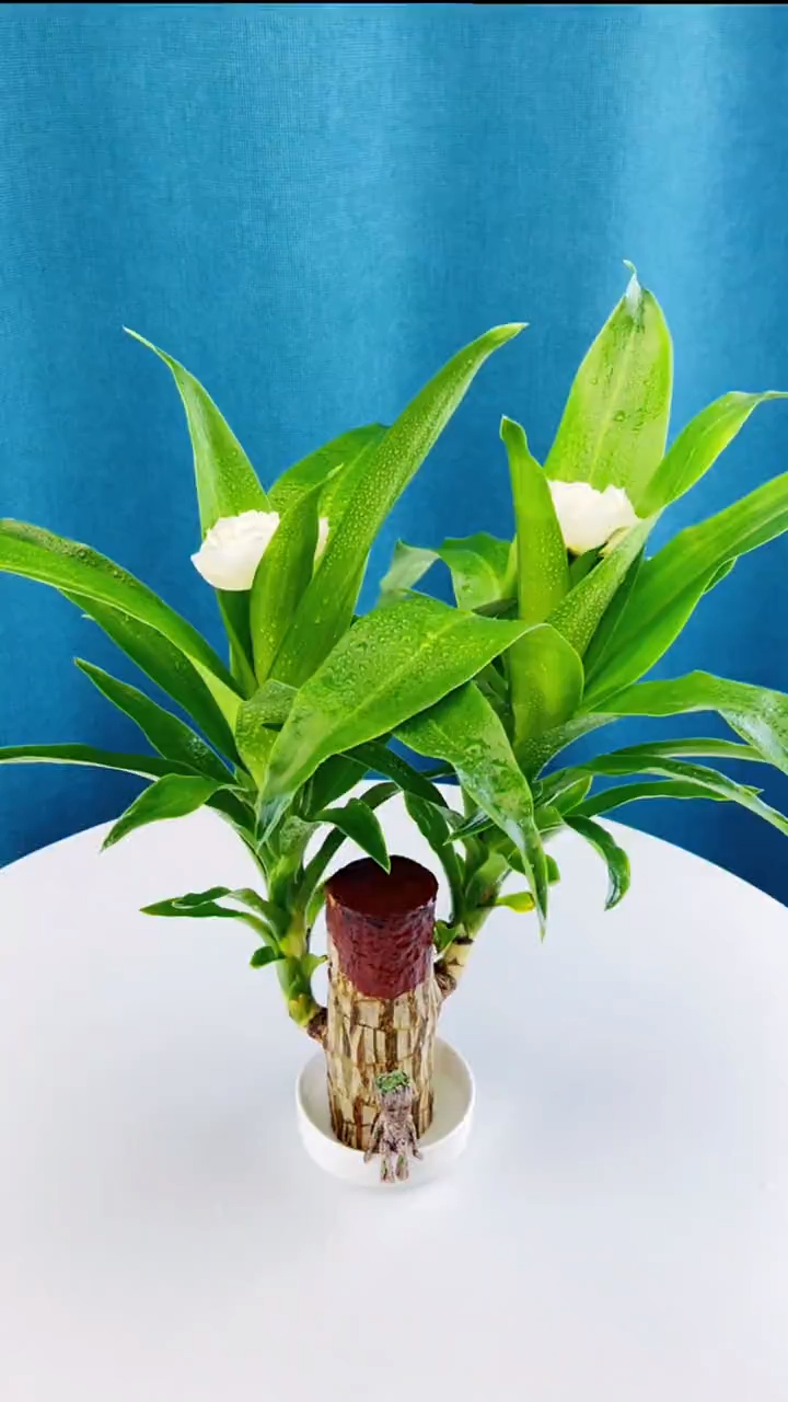 巴西木又叫幸运木,传言说一旦开花就能遇到幸运的事情-度小视