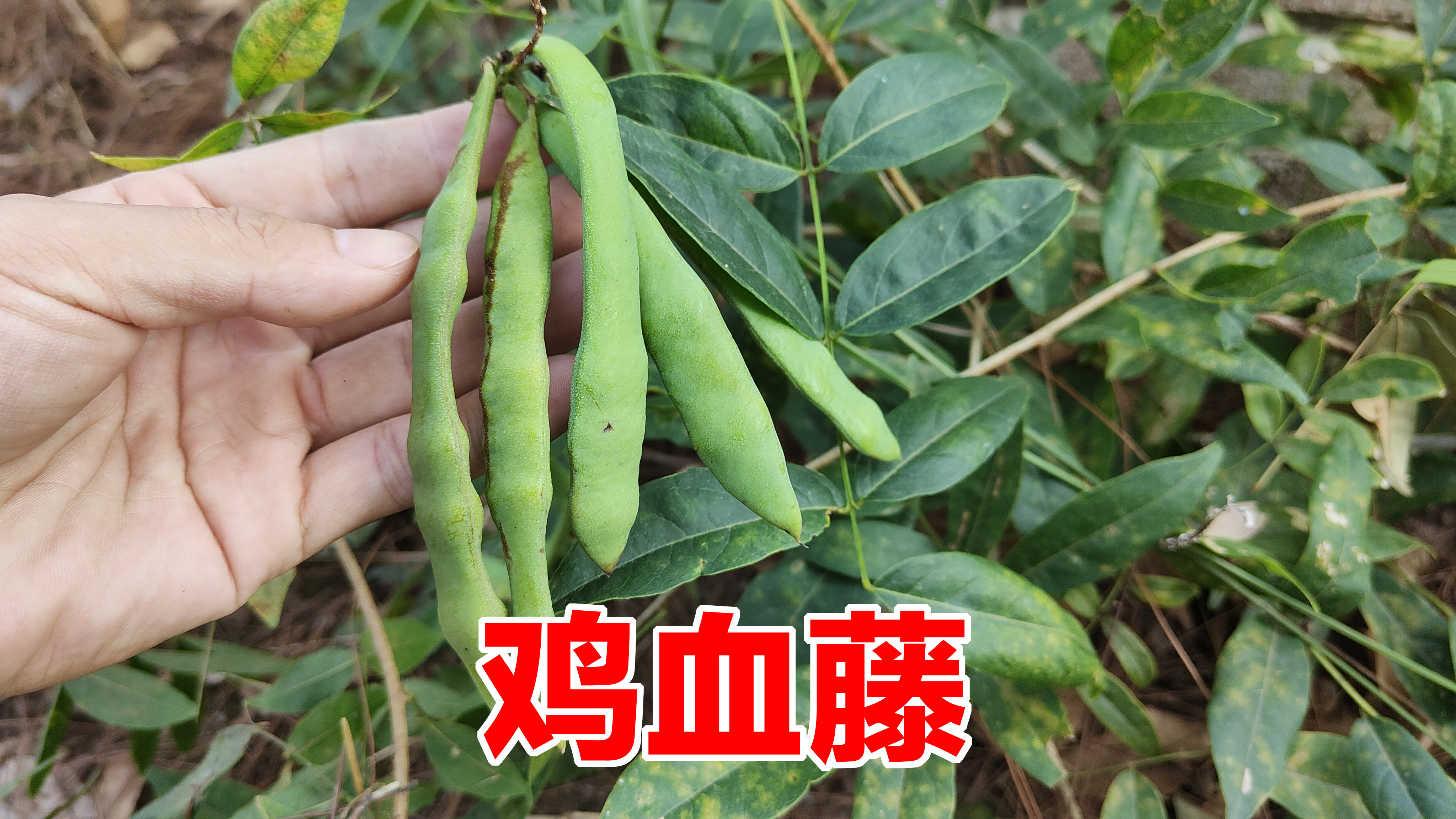 这植物叫网络鸡血藤，被称为“舒筋草”，用来煮水价值这么大？
