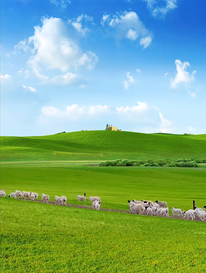 蓝天白云绿草羊群图片图片