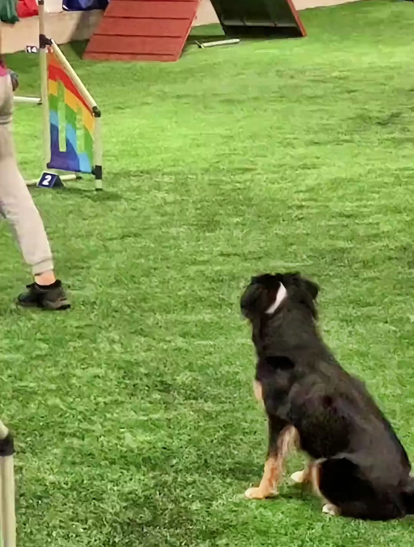 迷你澳牧 迷你美国牧羊犬迷你澳牧敏捷展示
