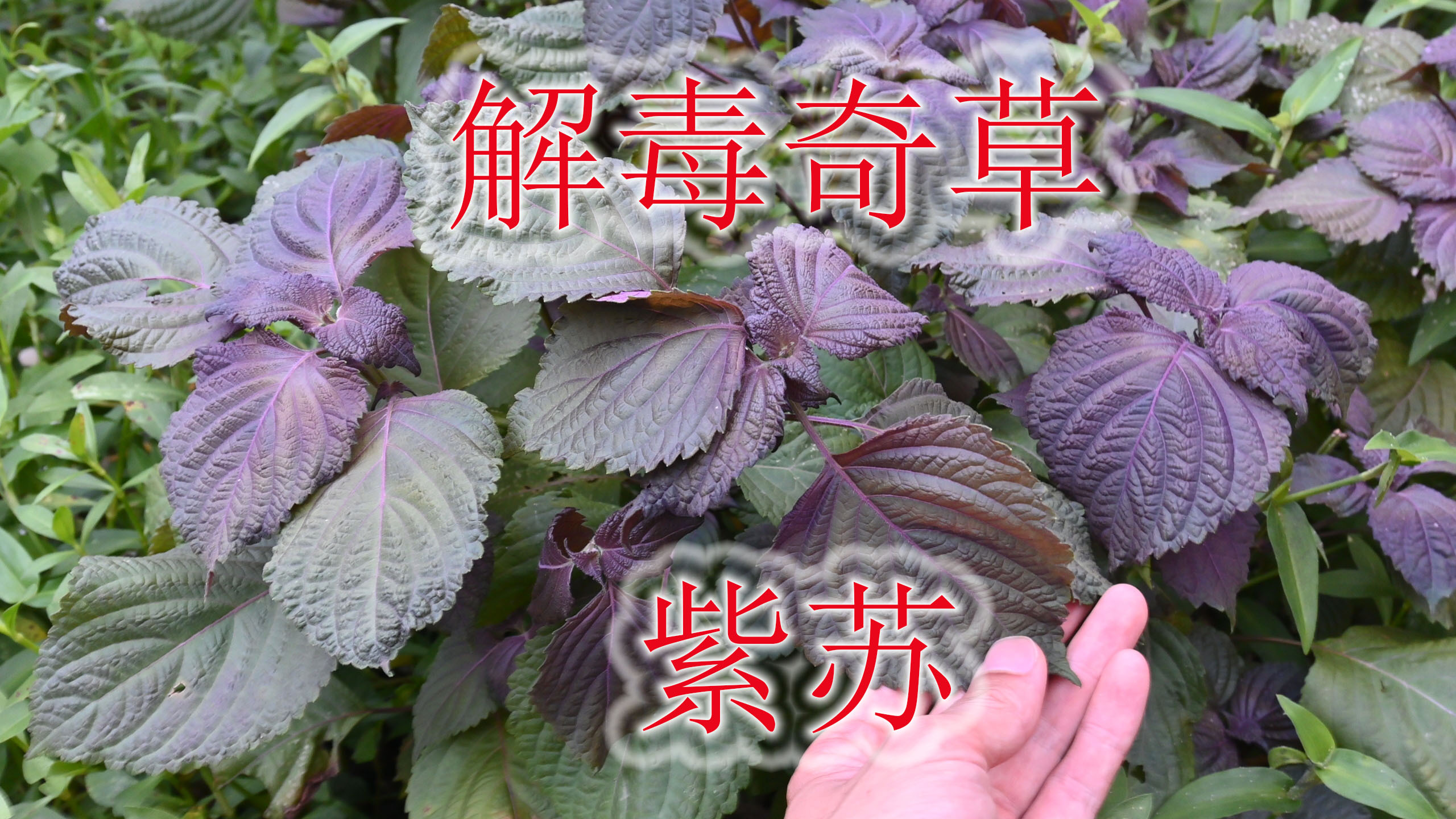 农村生活中奇草“紫苏”,不可缺少的味道,懂它的人当宝