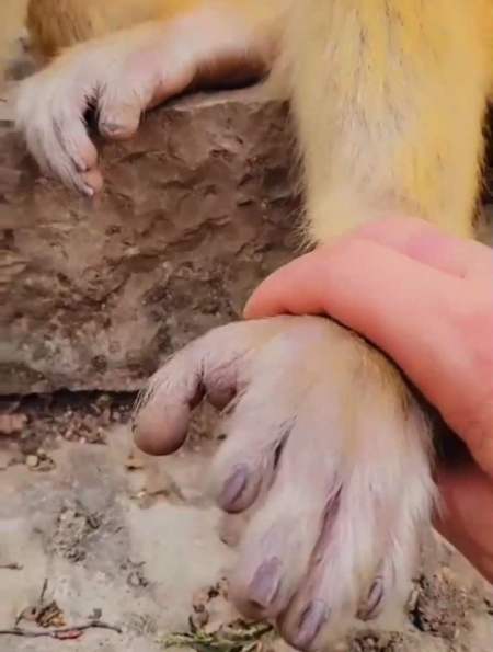 猴子的脚和人类的手越来越像,有没有可能进化几百年就和人一样了-度小