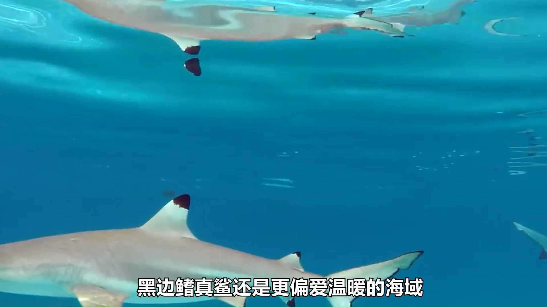 海洋中的“僵尸鲨鱼”!身体被咬一半仍能捕食,它真的没有痛觉?