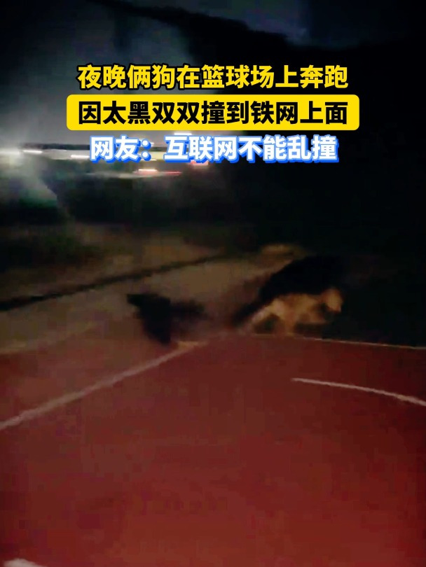 夜晚俩狗在篮球场上奔跑,因太黑双双撞到铁网上面,网友:互联网不能乱