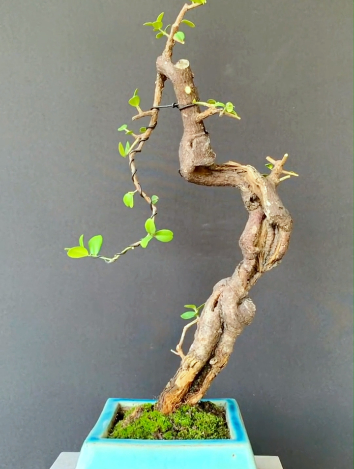 想要山桔盆景挂果多千万别选择这段时间修剪