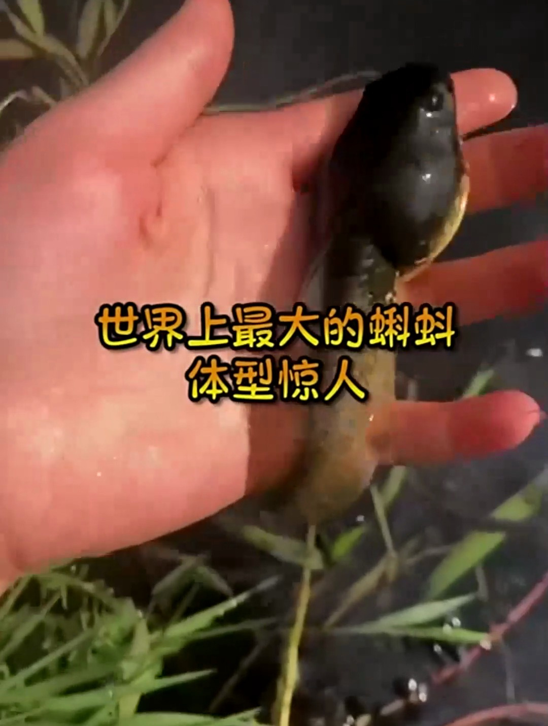 世界上最大的蝌蚪,体型惊人