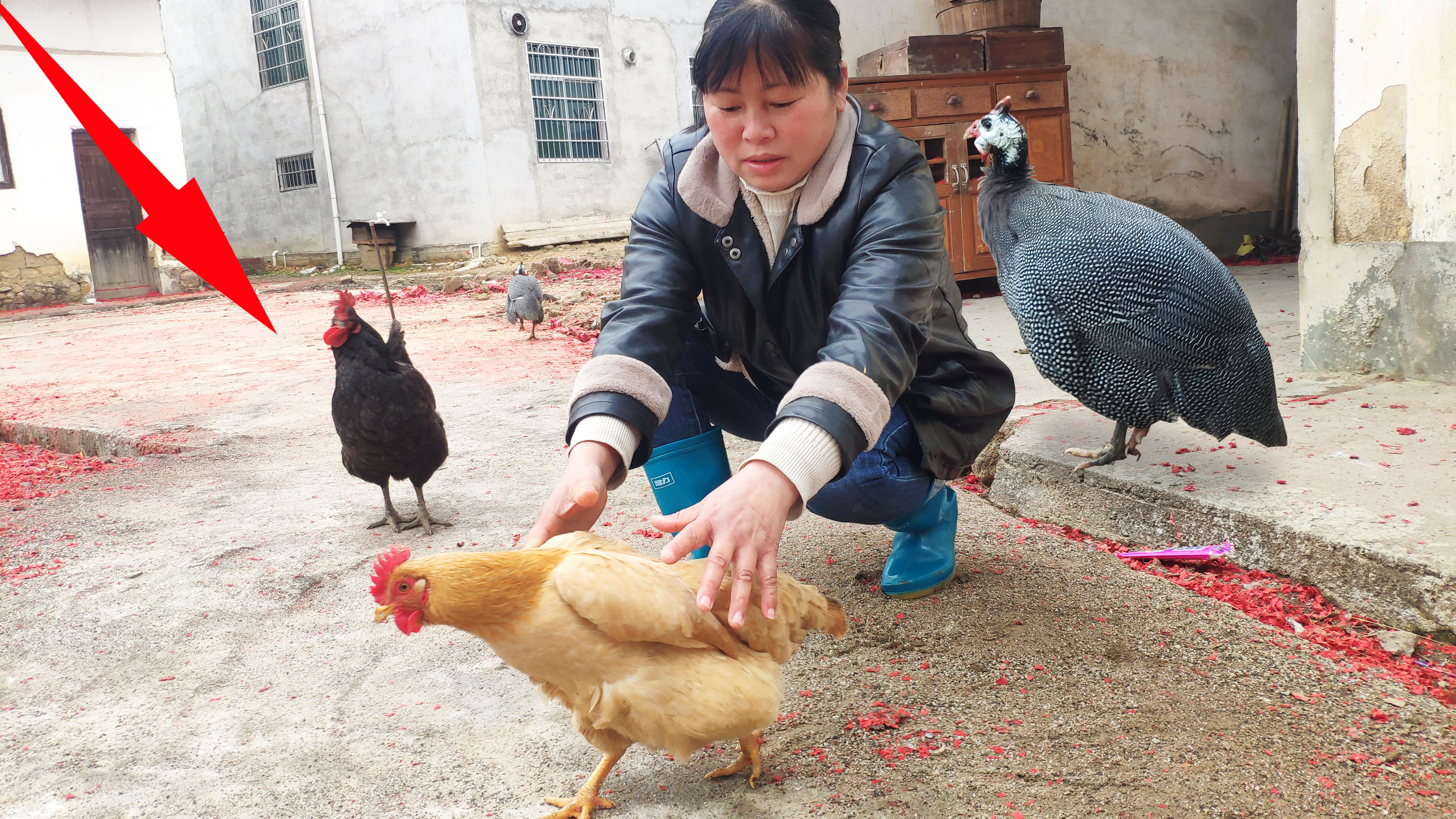 媳妇养了一年的小母鸡感觉不对劲,有人竟建议投喂鸡蛋,你看行吗