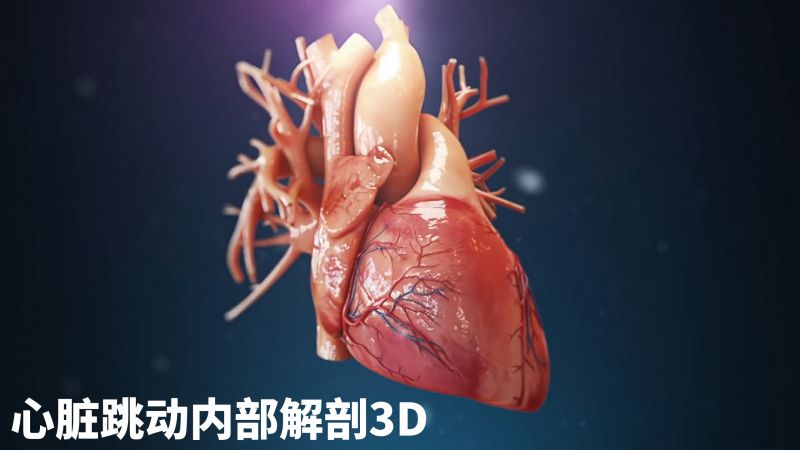「3D系列」心脏跳动时 你知道我们心房和心室都是如何运动的吗？,科学,生命科学,好看视频