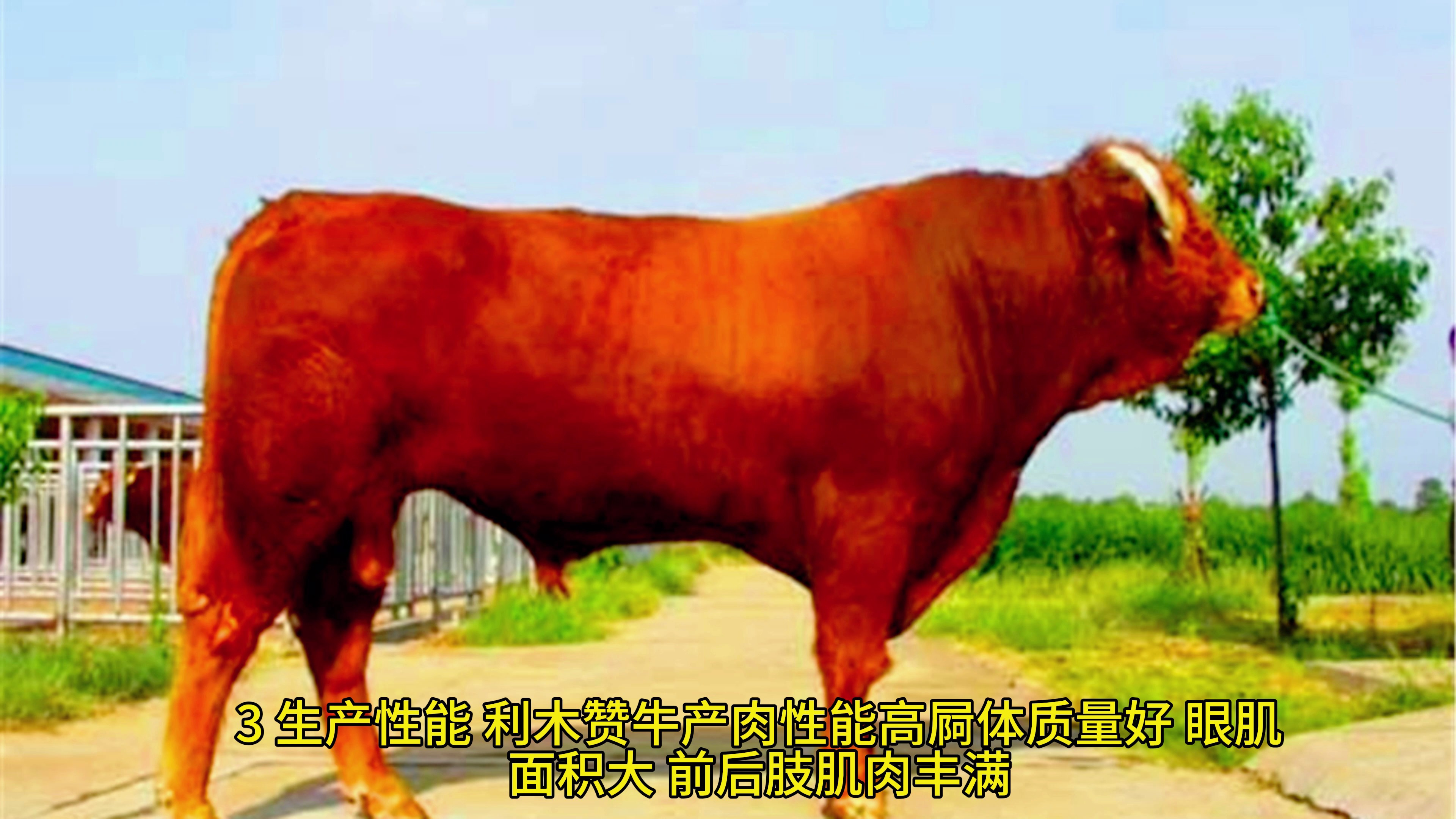 肉牛饲养技术系列二、肉牛品种-02