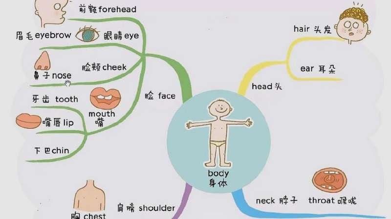 看思维导图学英语单词body1身体