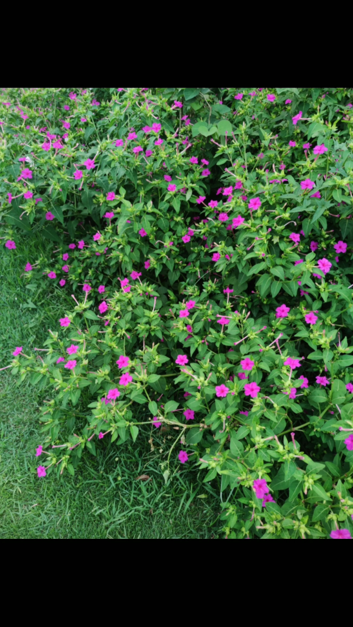 漂亮的胭脂花种子可以做胭脂天然的化妆品好看又神奇的植物