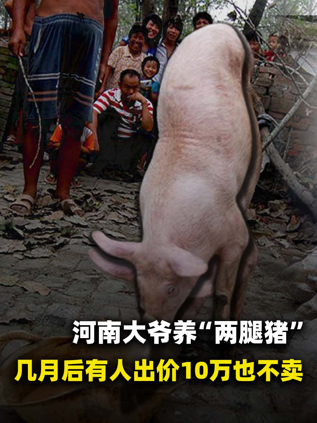 河南猪宠物鼠怎么养图片