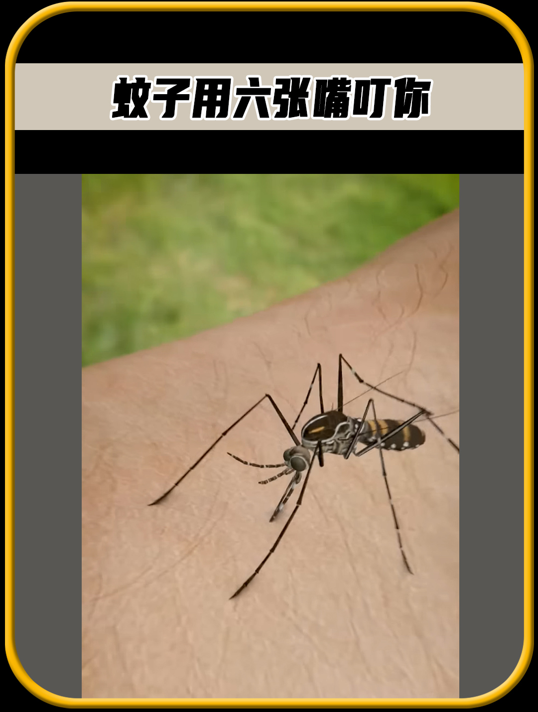 蚊子的嘴竟然是,由6根细长的针管组成的,比头发丝还要细