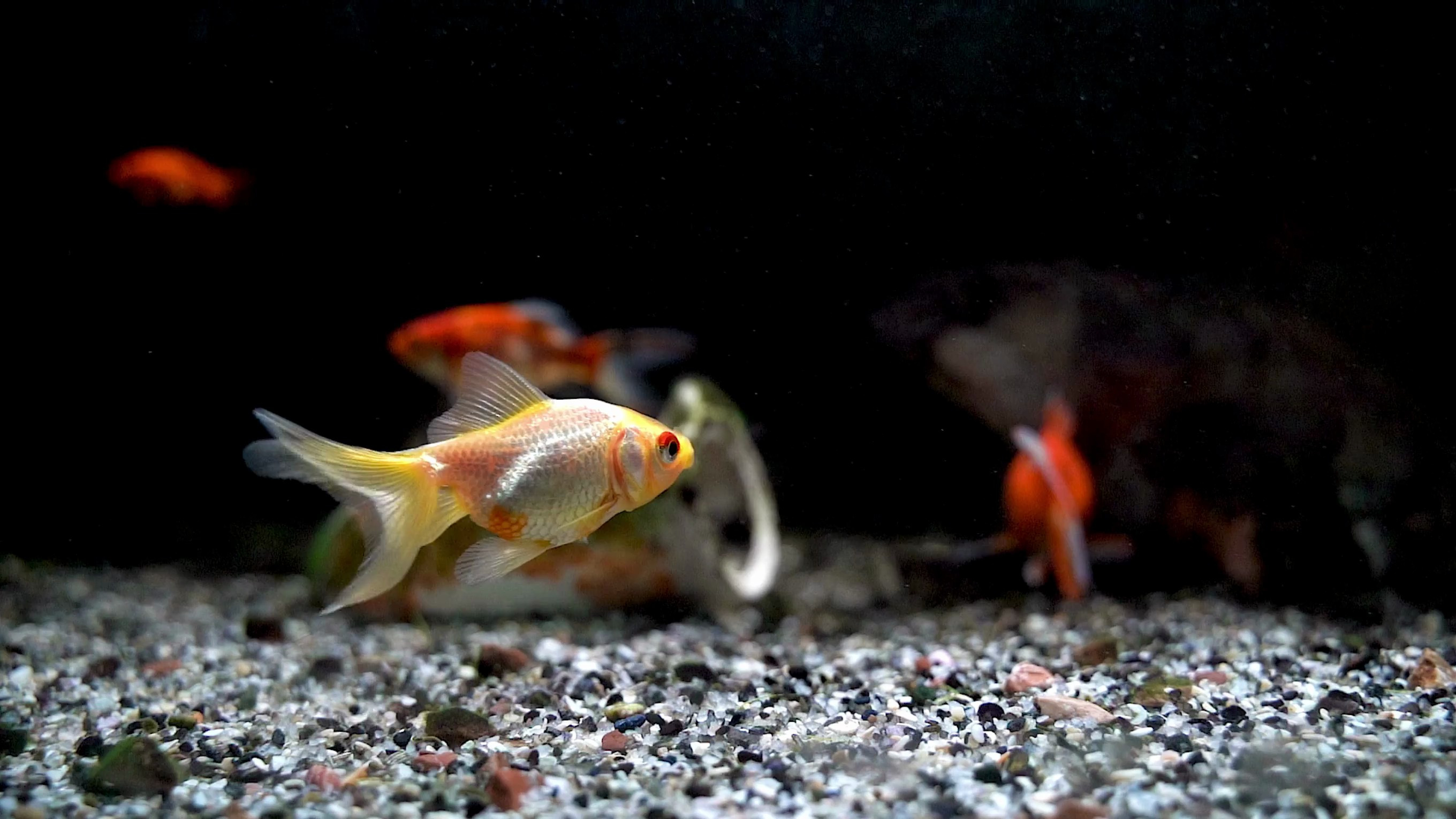 鱼缸底砂中粪便怎么清理