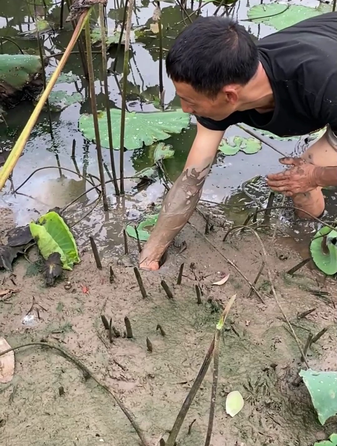 大爷荷花池捉黄鳝,短衣短裤安排上了,结局亮了