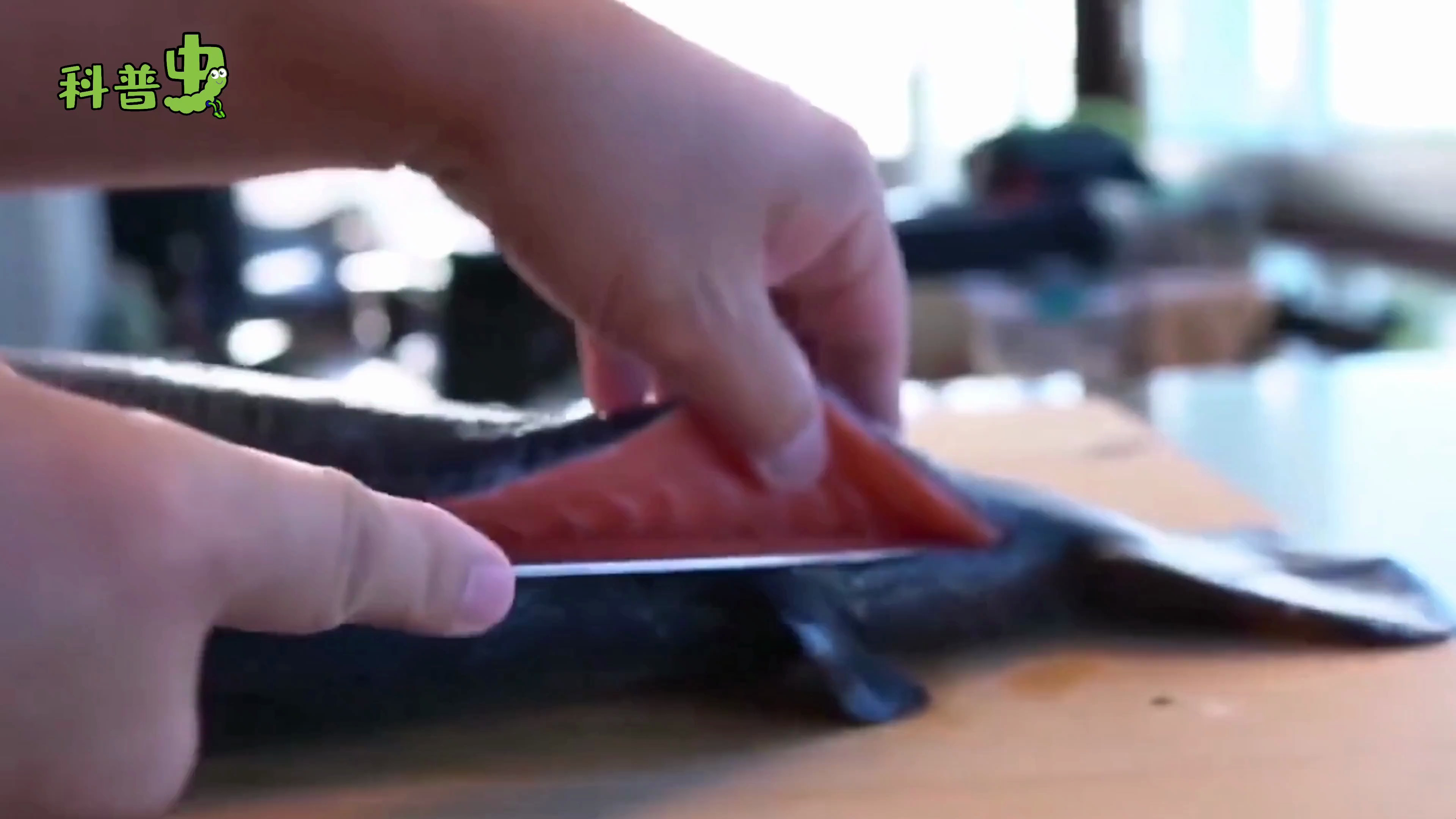 三文鱼真的可以生吃吗?到底有没有寄生虫?带你了解一下三文鱼