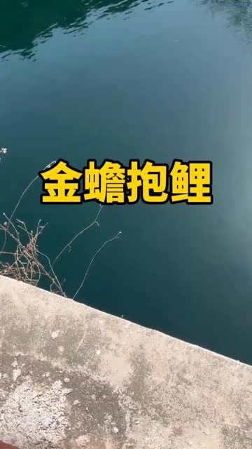 还是第一次见金蟾抱鲤