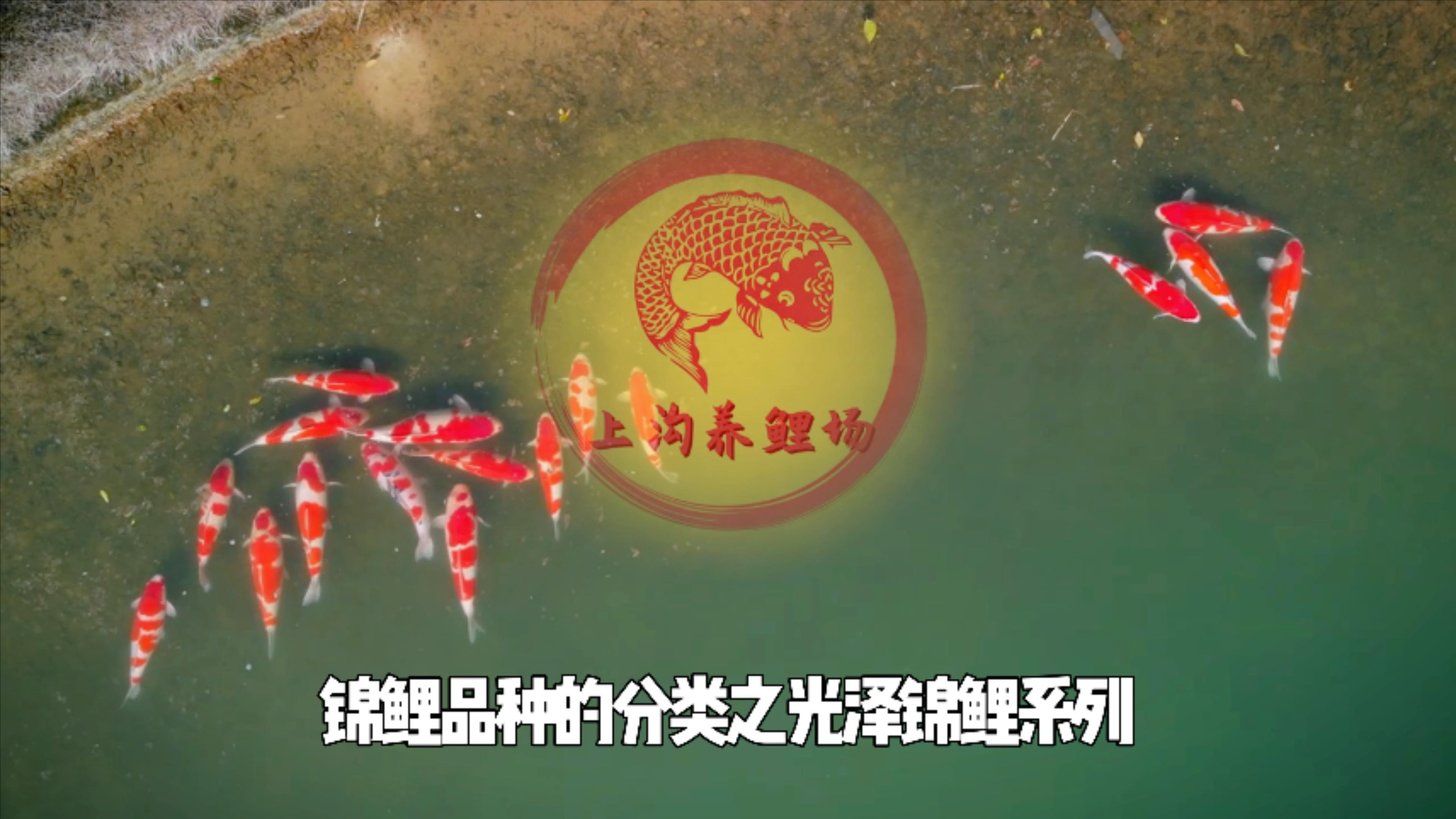 光泽锦鲤系列的种类有哪些?场长说锦鲤品种分类之光泽锦鲤系列