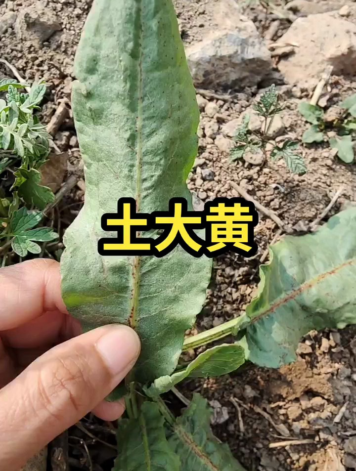 土大黄治什么病图片