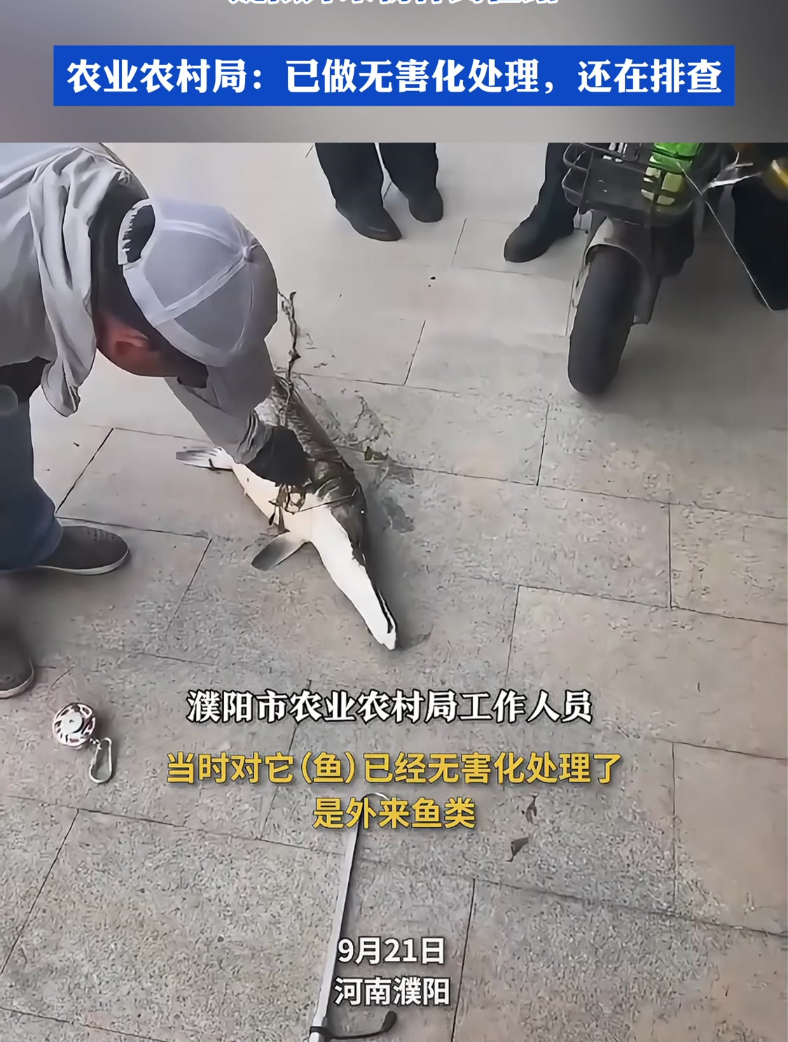 市民在湖中发现1米多怪鱼疑似外来物种鳄雀鳝