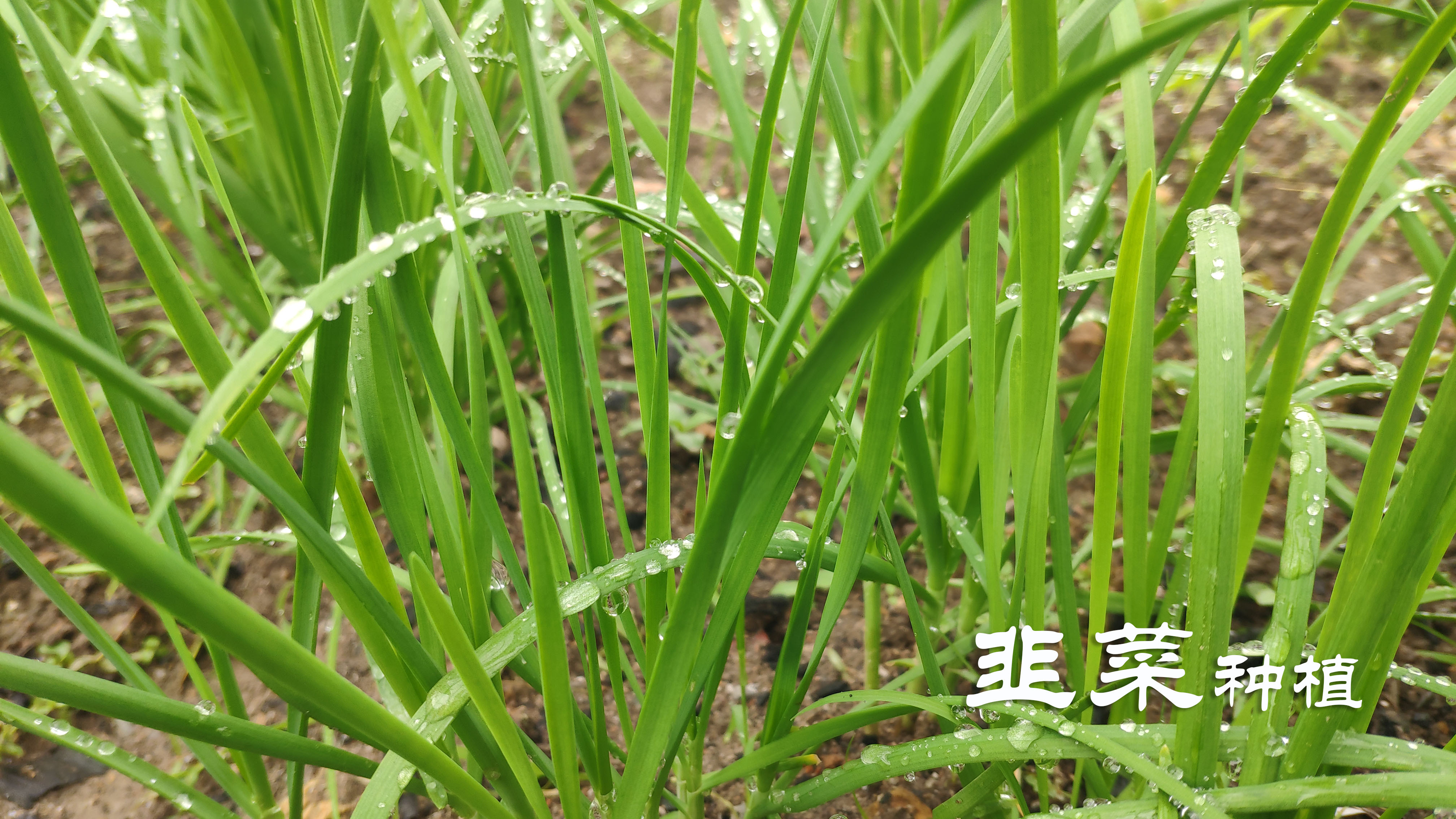 种韭菜不要化肥和药,用好厨房2样物件,割了一茬又一茬收3年