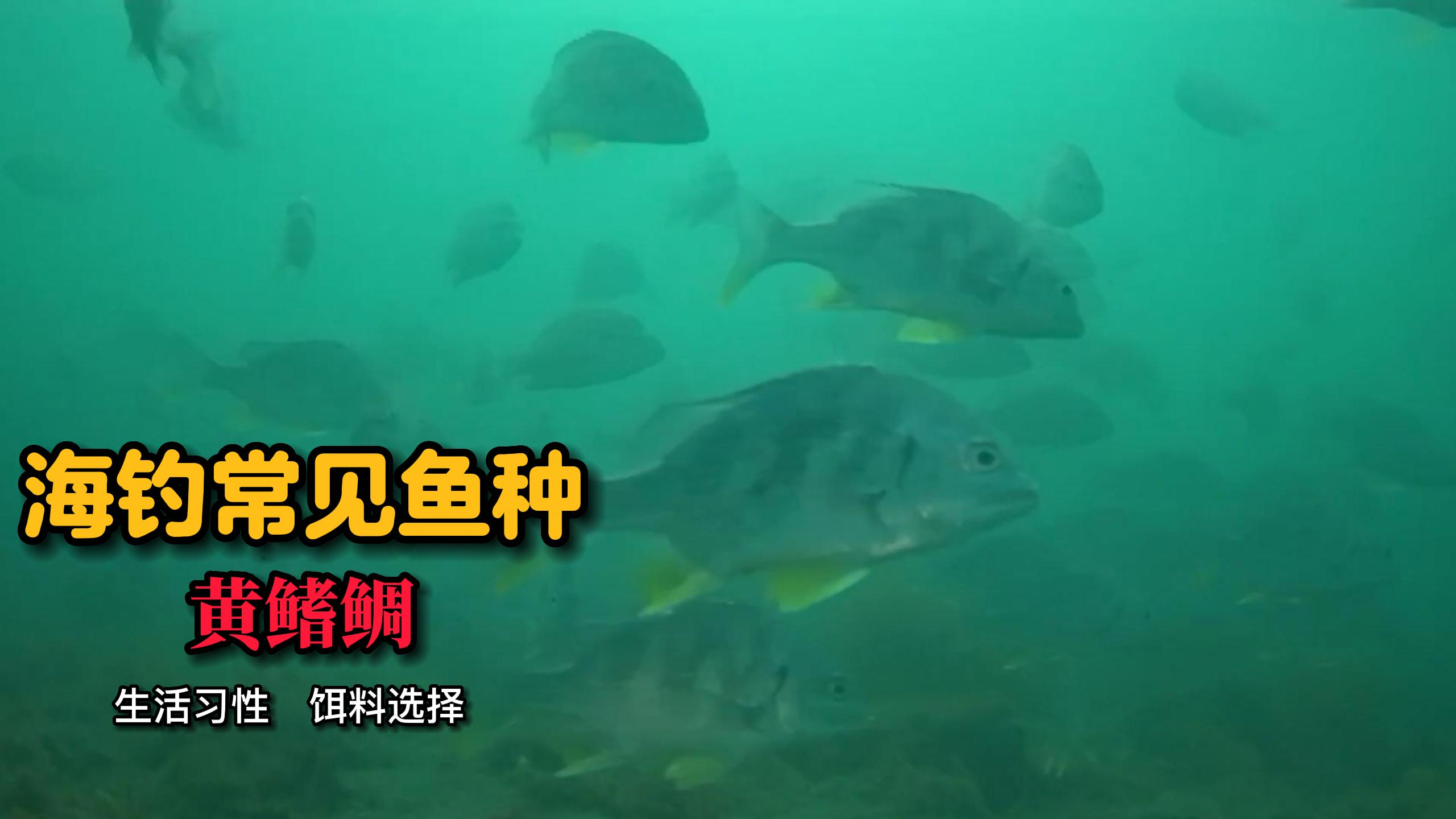 海钓的常见鱼种 黄鳍鲷的生活习性和矶钓时的诱饵选择