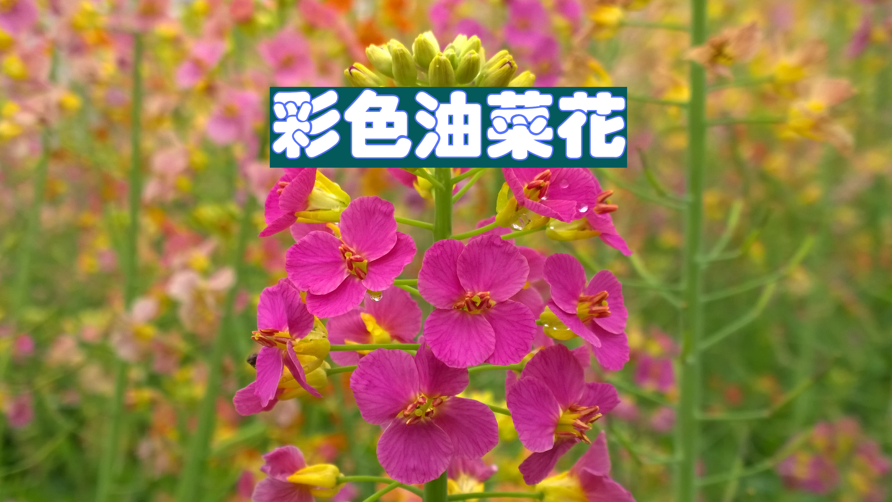 江西农大:已培育出56种彩色油菜花,未来前景无限