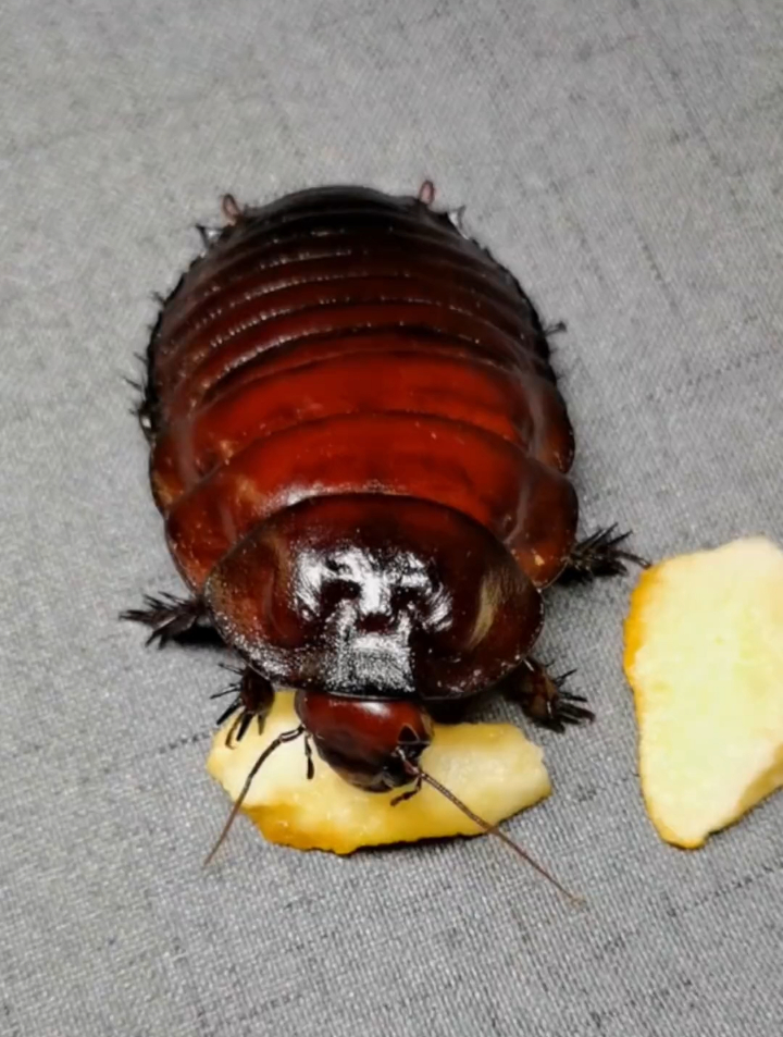 让你身边最可爱的人看看.簸箕虫-度小视