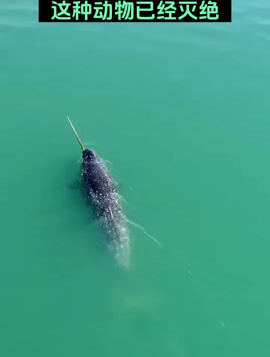 网传海里惊现独角鲸这种动物已经灭绝