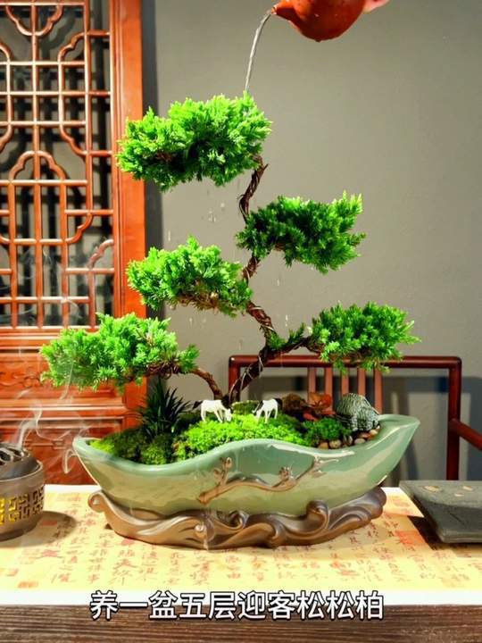 养几盆五层迎客松松柏盆景不仅可以缓解压力,还能够美化环境!