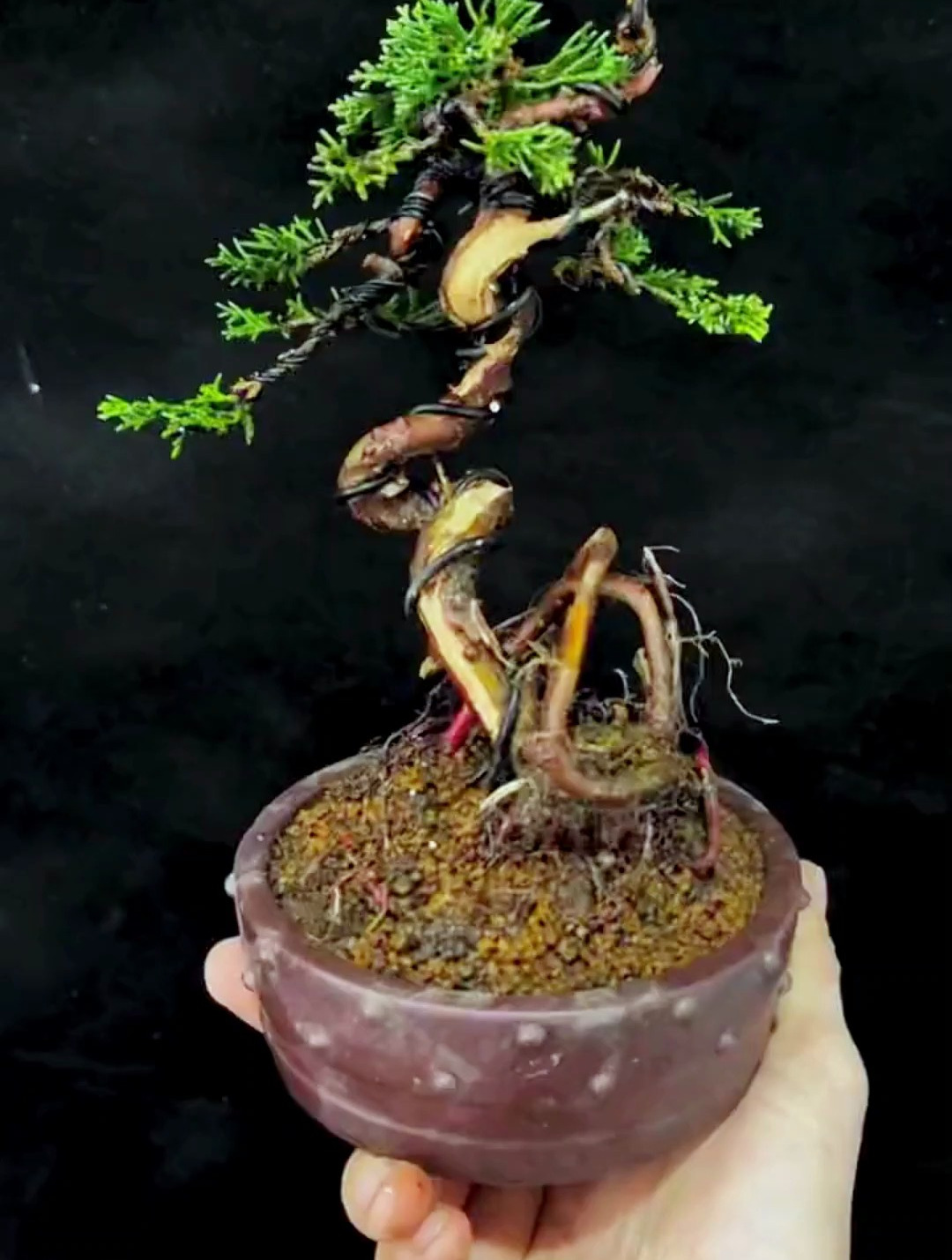 制作一盆舍利柏树盆景,最后呈现出来的效果你们满意吗