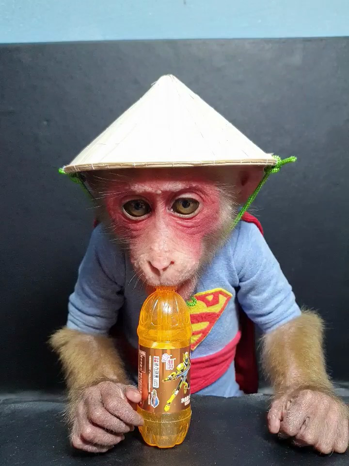 可爱的小猴子在喝橙子汽水