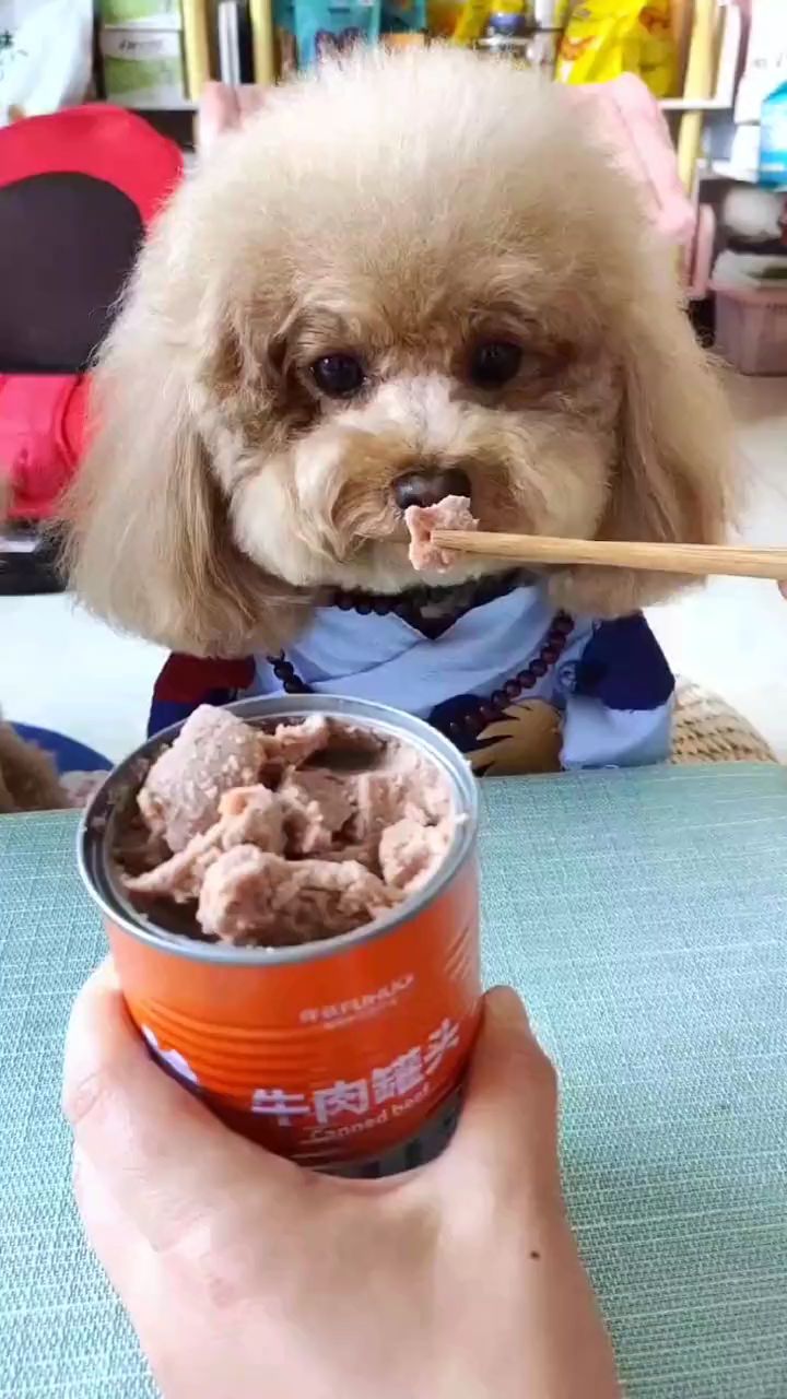 狗狗爱吃的牛肉蔬菜罐头