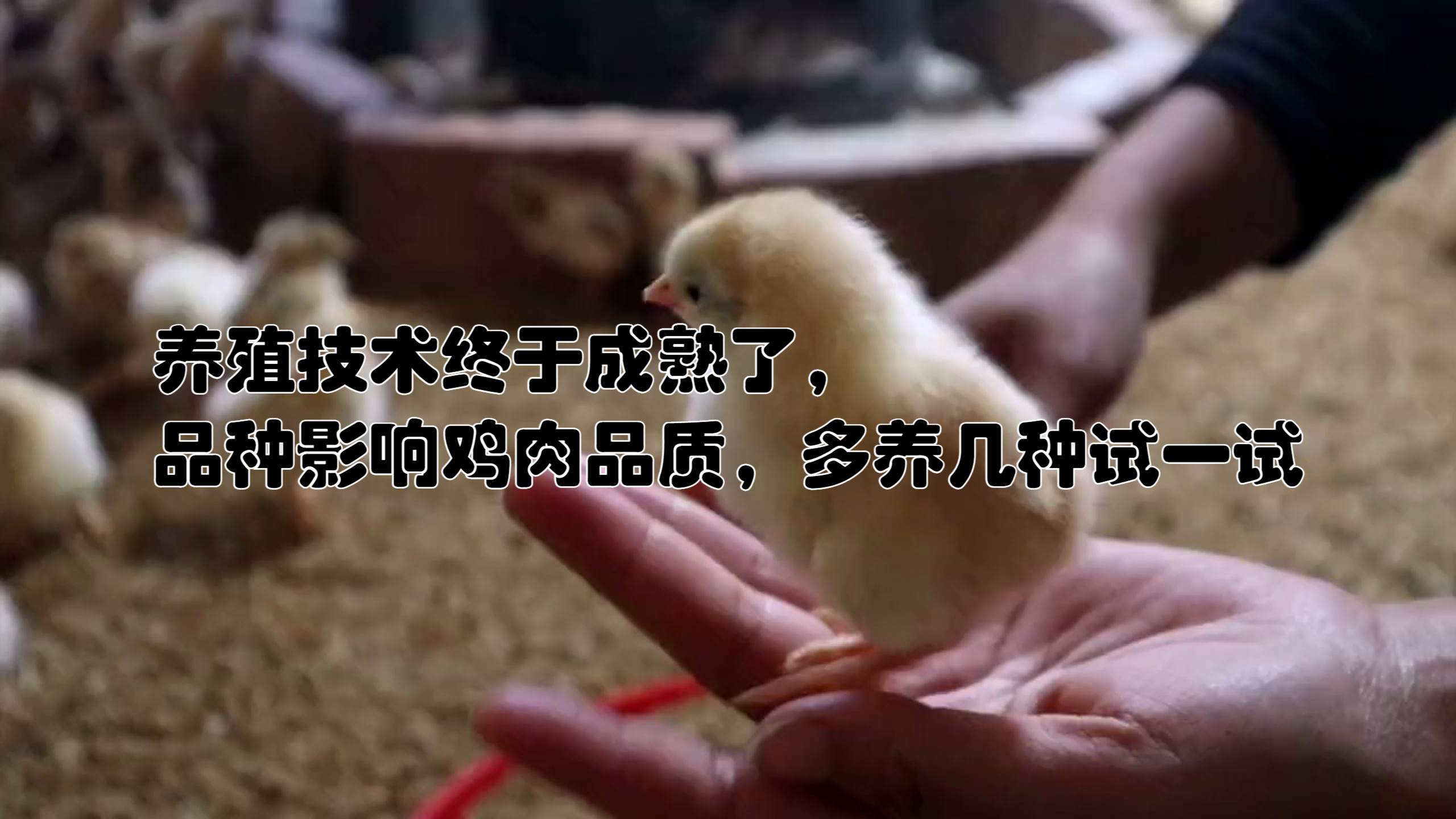 养殖技术终于成熟了,品种影响鸡肉品质,多养几种试一试