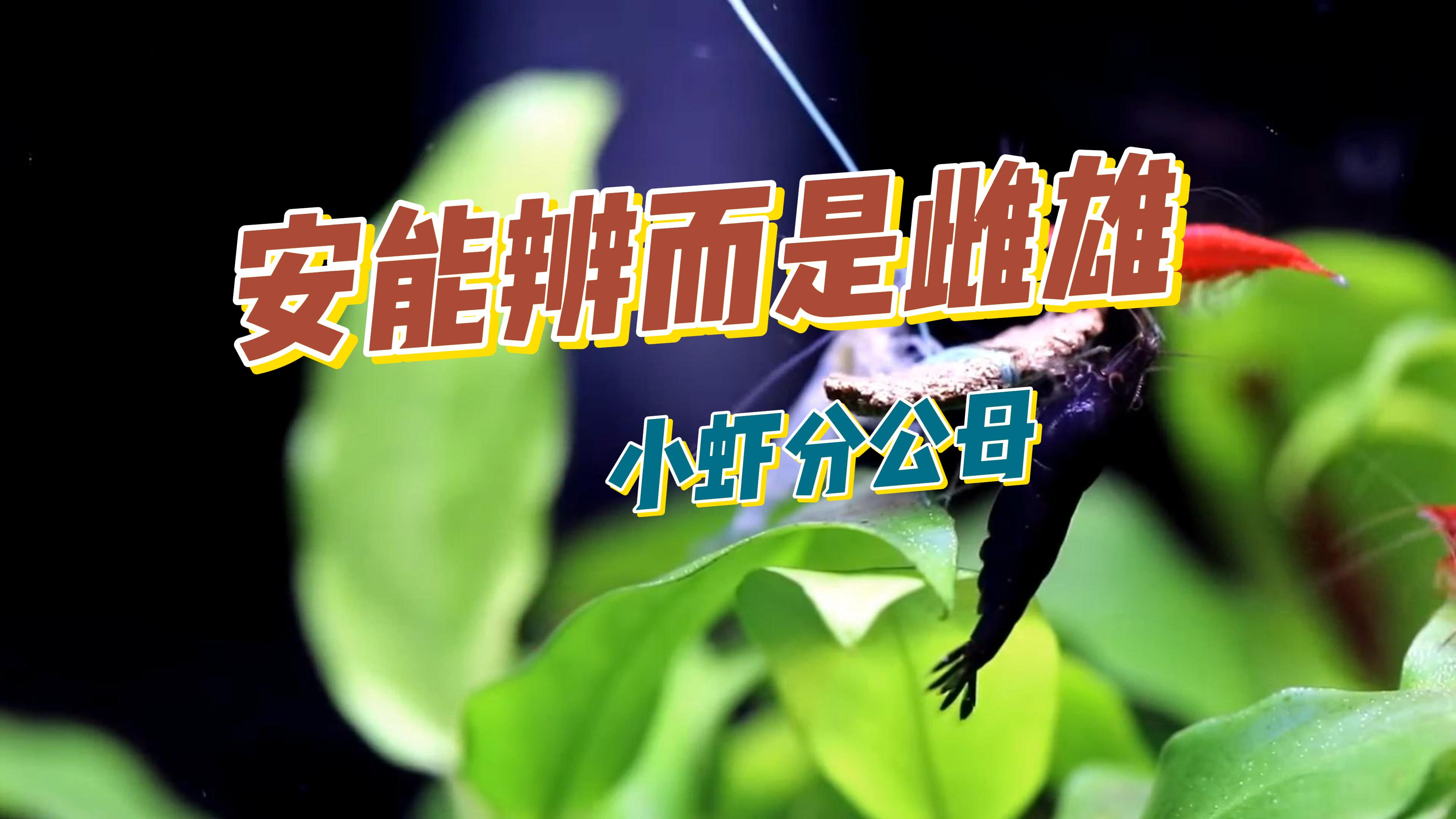 超详细!分辨小虾公母的3种方法