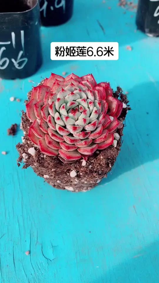 粉姬莲多肉植物