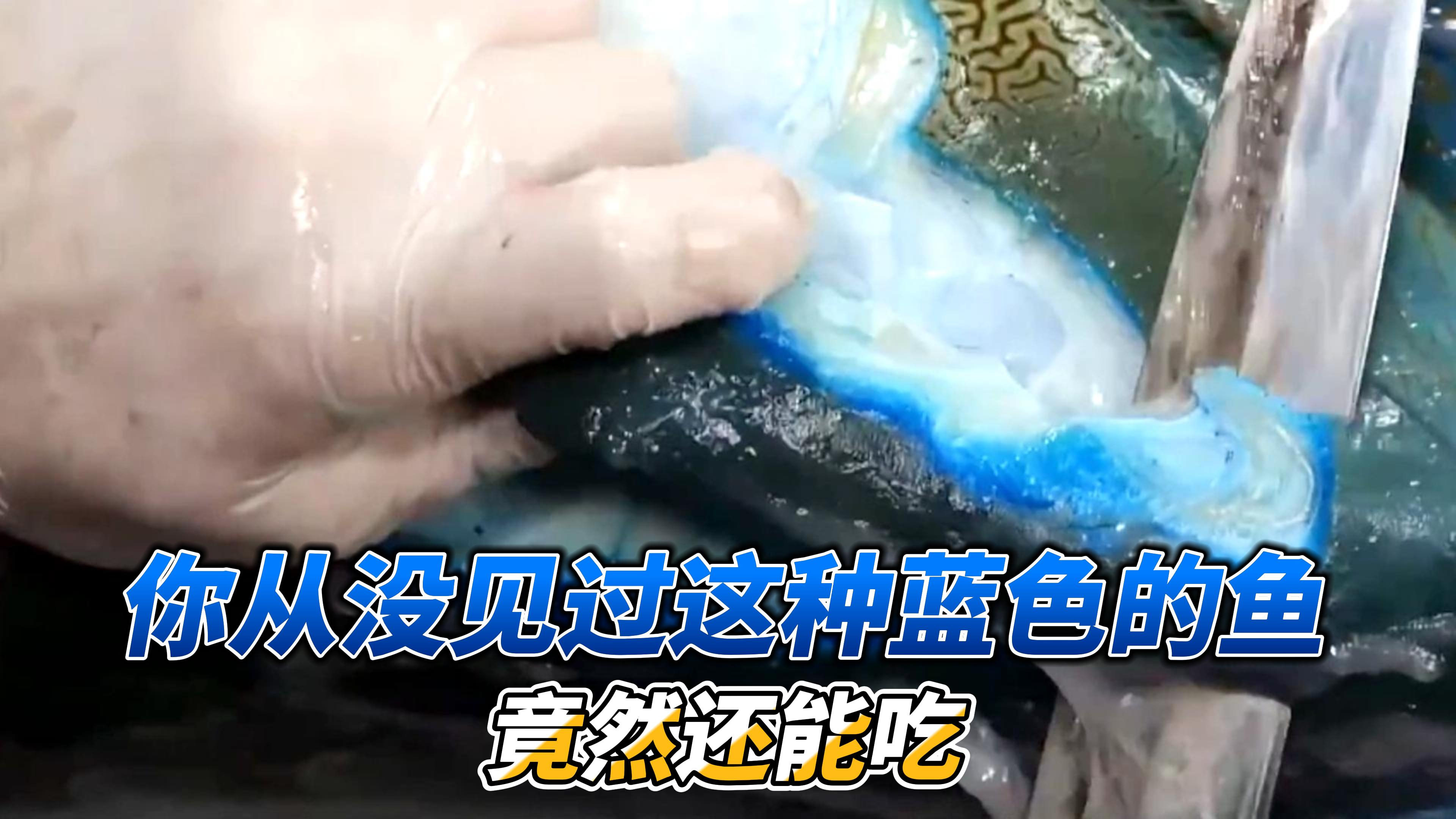 你肯定从没见过这种蓝色的鱼