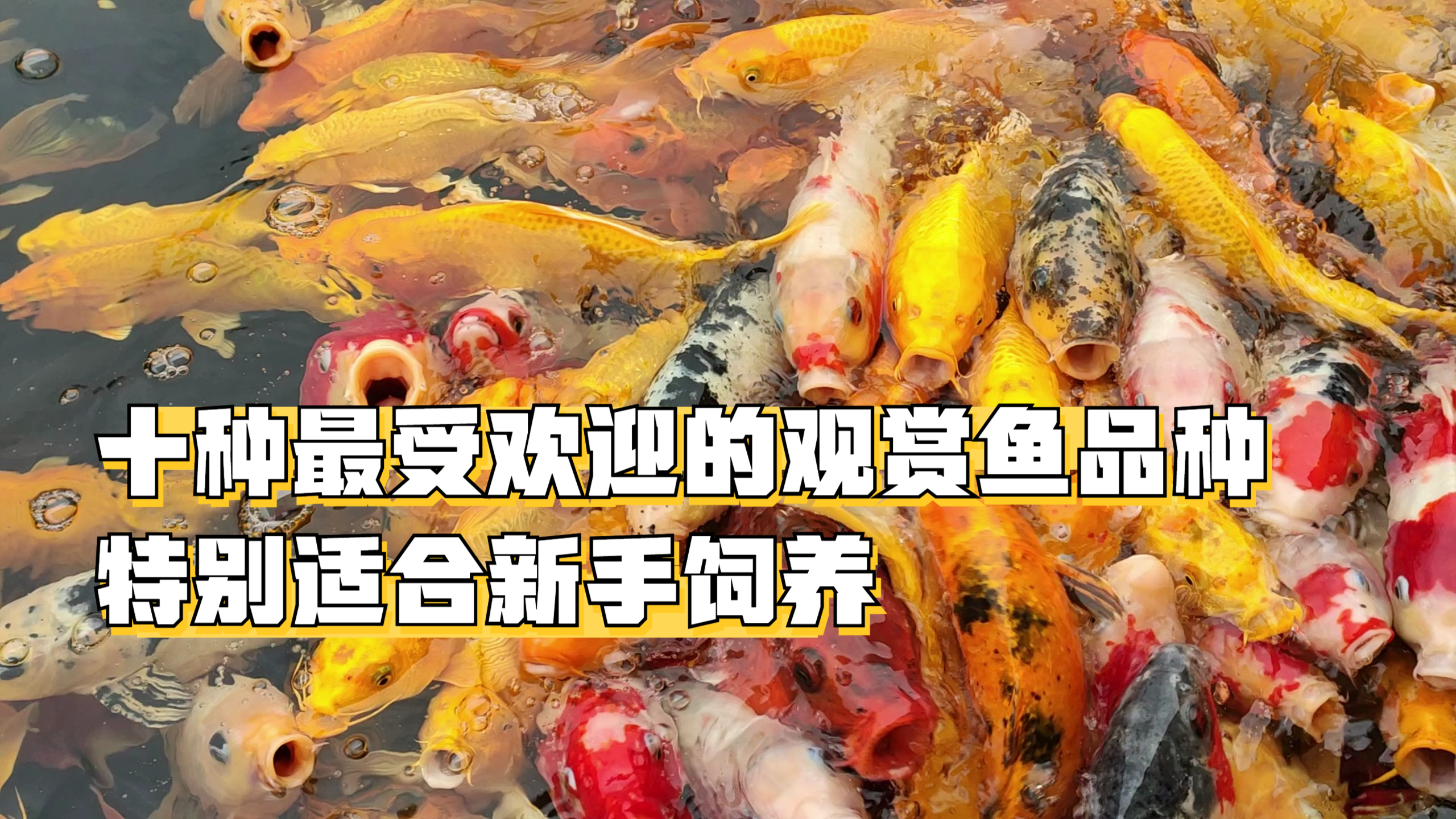 十种最受欢迎的观赏鱼品种,特别适合新手饲养
