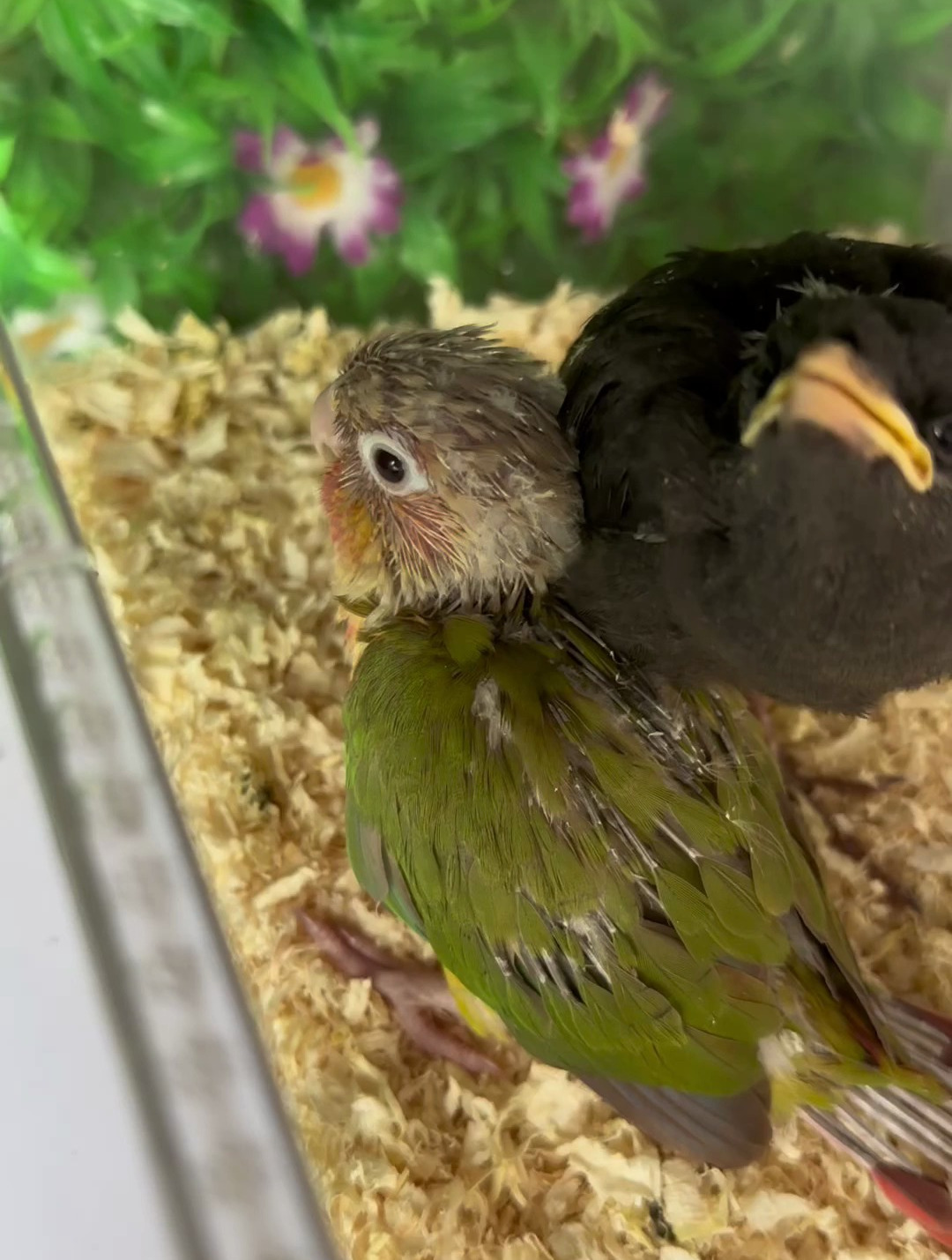 和睦相处的小鹦鹉和小八哥,整天形影不离