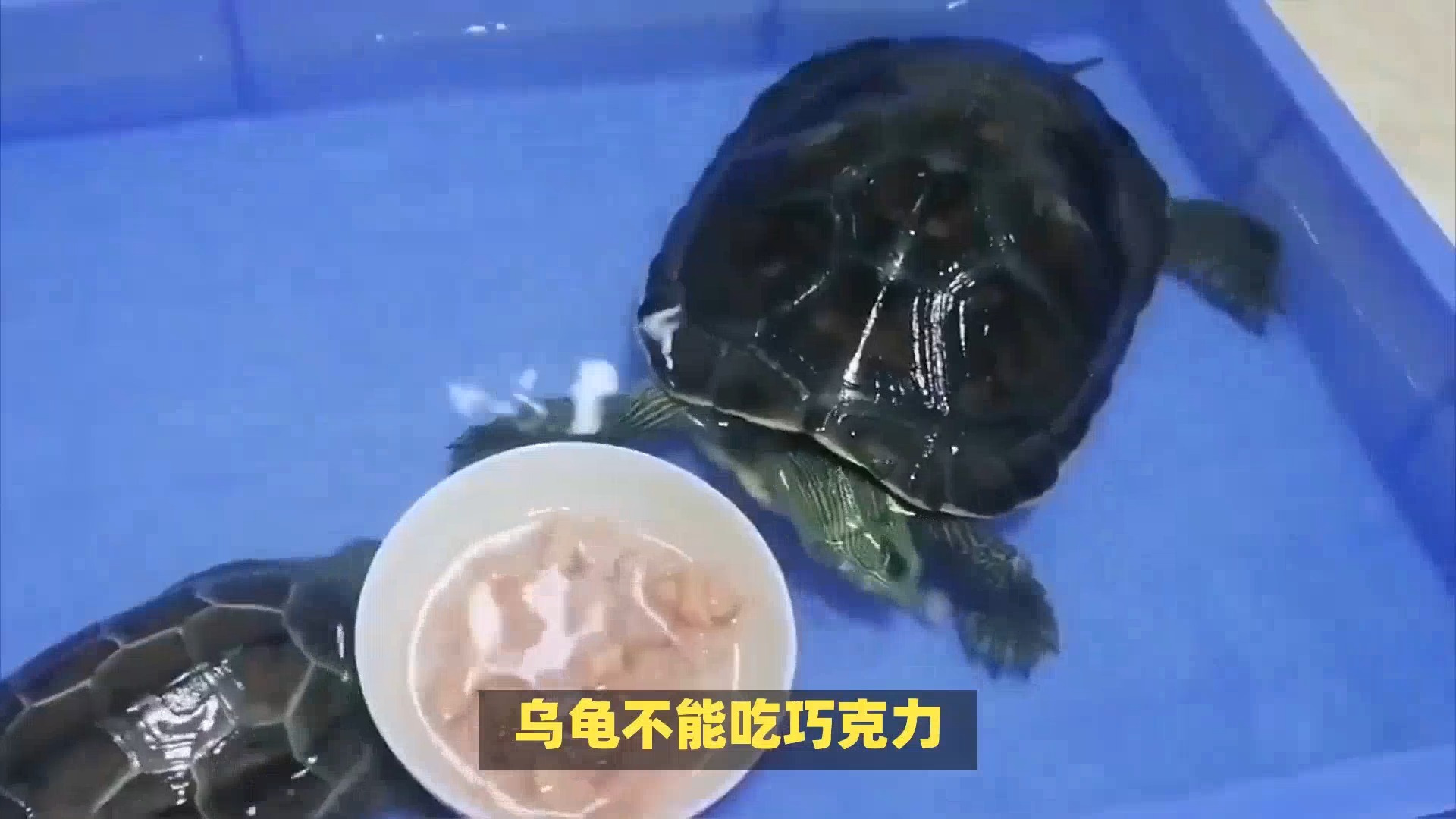 乌龟能吃巧克力吗?