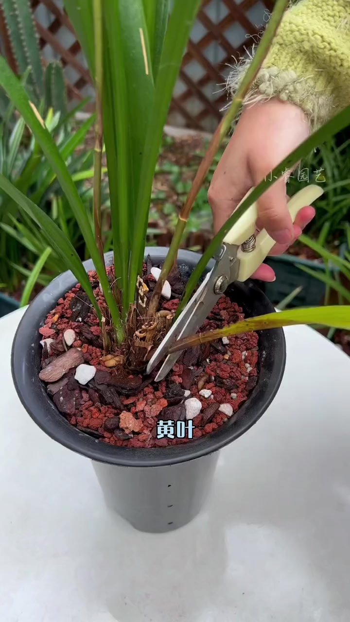 马上春分了,你的兰花修剪了没?