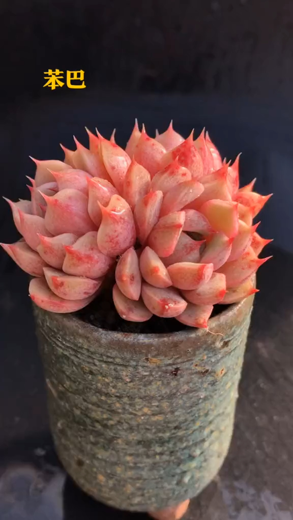 多肉植物苯巴蒂斯 减压